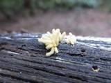 Arcyria obvelata image