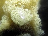 Arcyria obvelata image