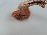 Cortinarius laniger image