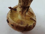 Cortinarius superbus image