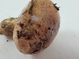 Cortinarius superbus image