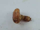Cortinarius superbus image