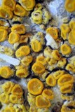 Caloplaca luteominia image