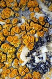 Caloplaca luteominia image