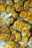 Caloplaca luteominia image