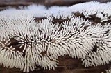 Ceratiomyxa fruticulosa var. fruticulosa image