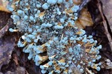 Penicillium vulpinum image