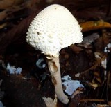 Leucocoprinus cepistipes image