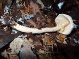 Leucocoprinus cepistipes image