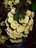 Cotylidia aurantiaca image