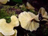 Cotylidia aurantiaca image