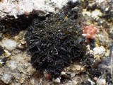 Leptochidium albociliatum image