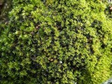 Leptochidium albociliatum image