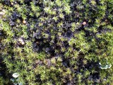 Leptochidium albociliatum image