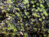 Leptochidium albociliatum image