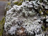 Ochrolechia androgyna image