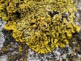 Candelaria concolor image