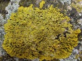 Candelaria concolor image