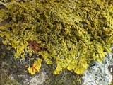 Candelaria concolor image