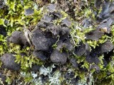 Sticta sylvatica image