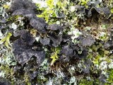 Sticta sylvatica image