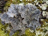 Lobaria scrobiculata image