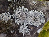 Physcia caesia image