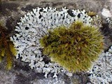 Physcia caesia image