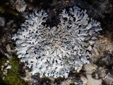 Physcia caesia image