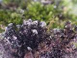 Physconia enteroxantha image