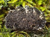 Physconia enteroxantha image