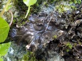 Peltigera praetextata image