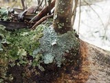 Physcia aipolia image