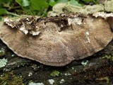 Cerrena unicolor image
