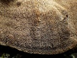 Cerrena unicolor image
