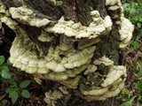 Cerrena unicolor image