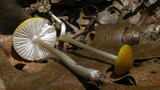 Hymenopellis megalospora image
