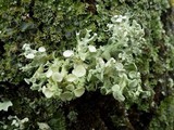Ramalina fastigiata image