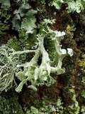Ramalina fastigiata image