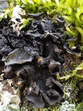 Leptogium saturninum image