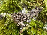 Leptogium saturninum image
