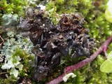 Leptogium saturninum image