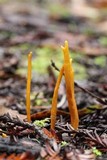 Clavulinopsis laeticolor image