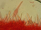 Mycena galopus var. galopus image