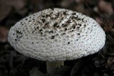 Amanita magniverrucata image