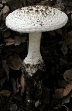 Amanita magniverrucata image