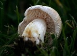 Hebeloma crustuliniforme image