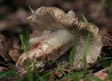Pseudosperma sororium image