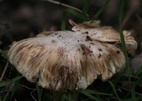 Pseudosperma sororium image