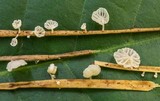 Resinomycena saccharifera image